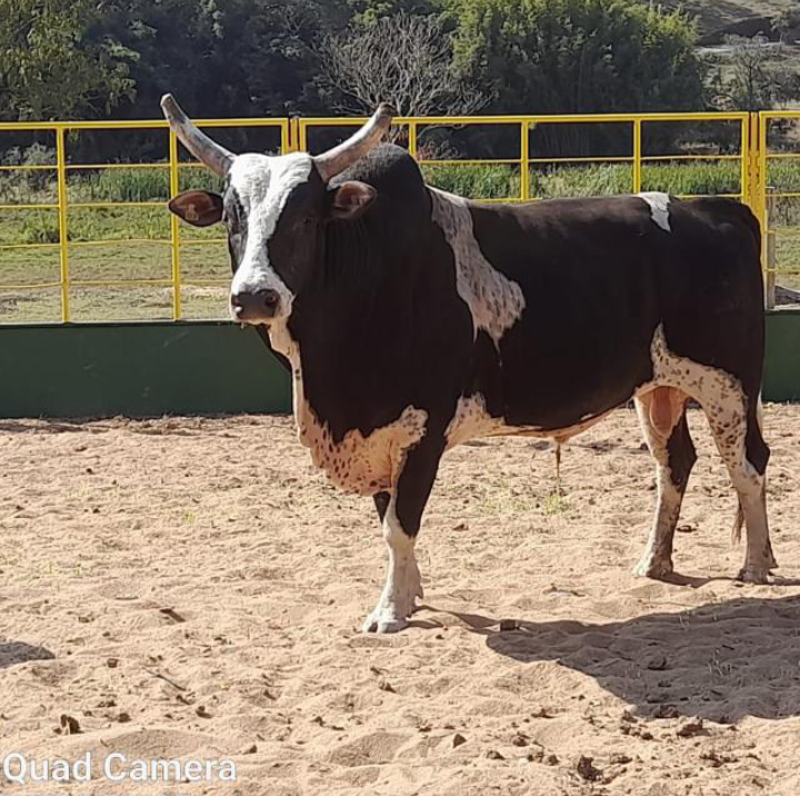 Imagem do animal