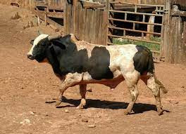Imagem do animal