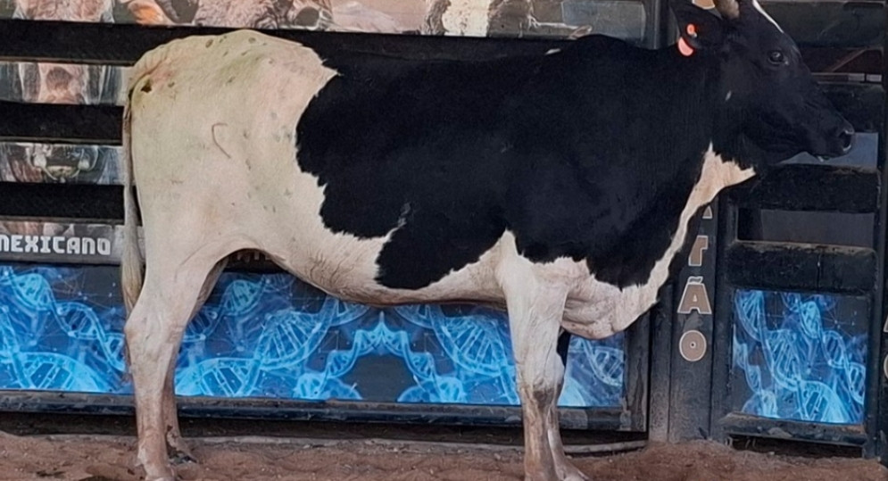 Imagem do animal
