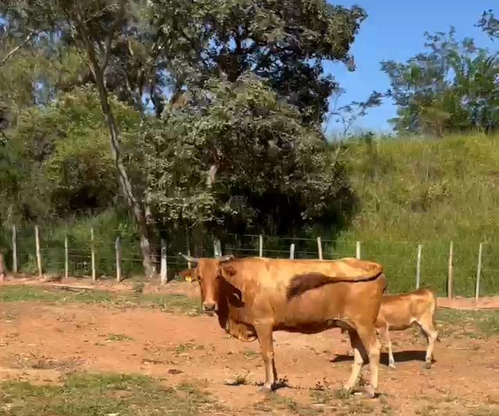 Imagem do animal