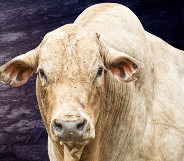 Imagem do animal
