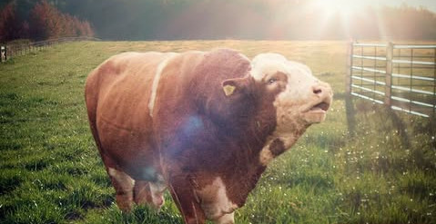 Imagem do animal