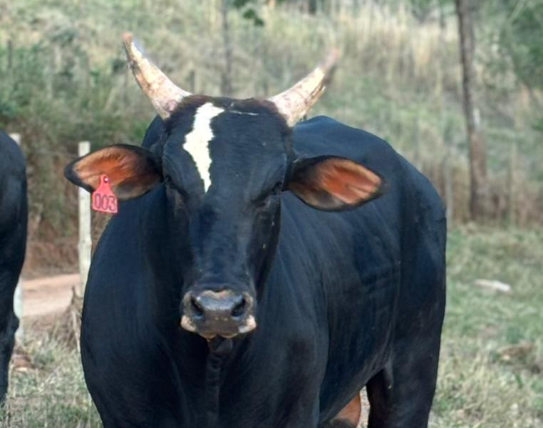 Imagem do animal