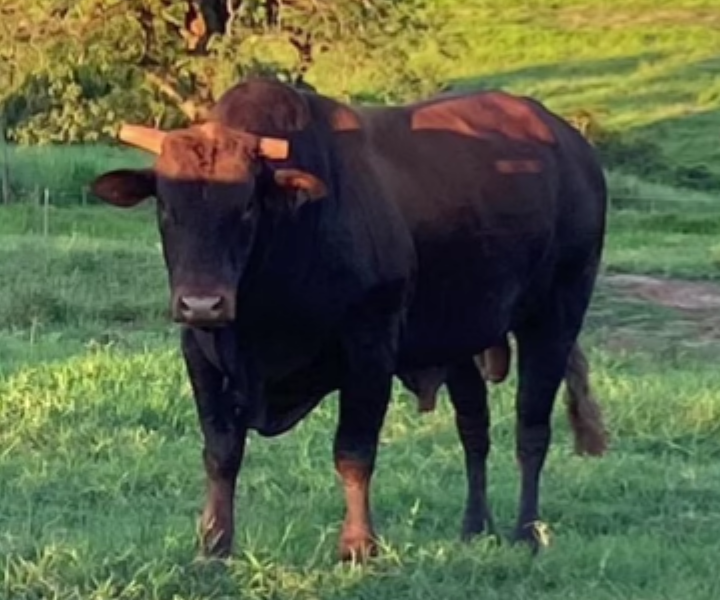 Imagem do animal