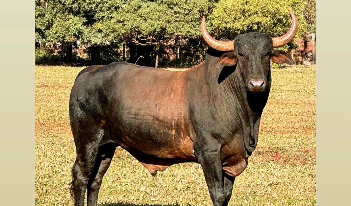 Imagem do animal