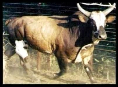 Imagem do animal