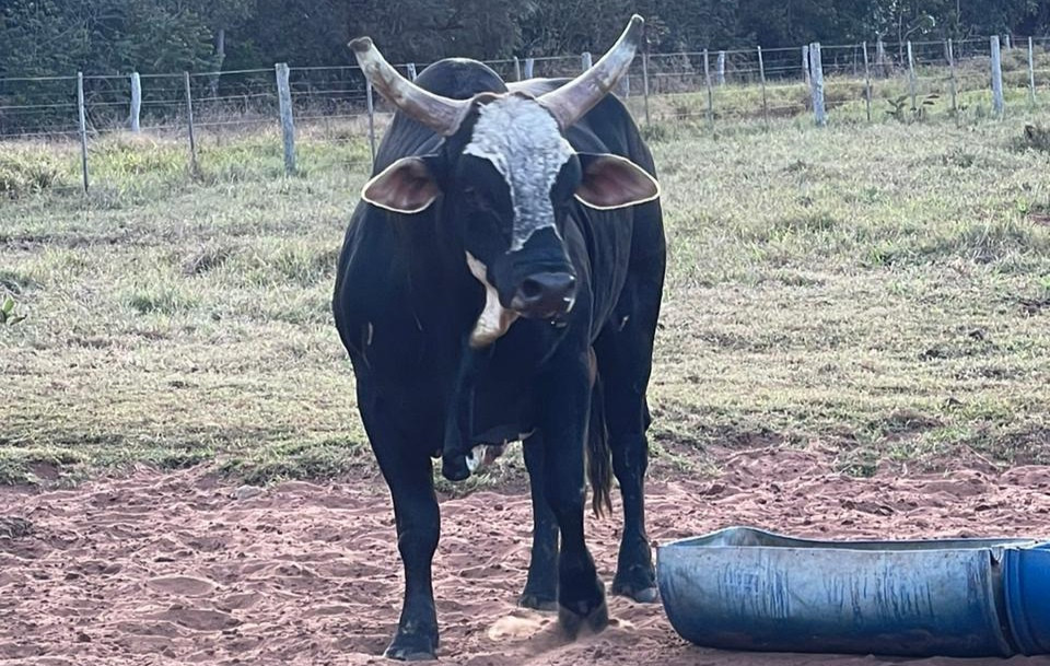 Imagem do animal