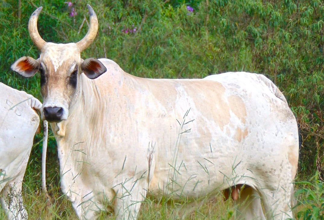 Imagem do animal