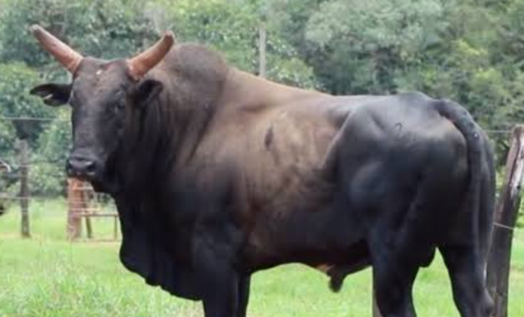 Imagem do animal