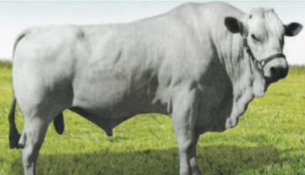 Imagem do animal