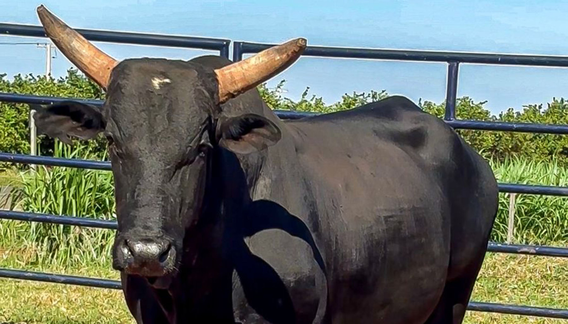 Imagem do animal