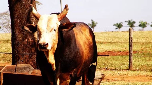 Imagem do animal