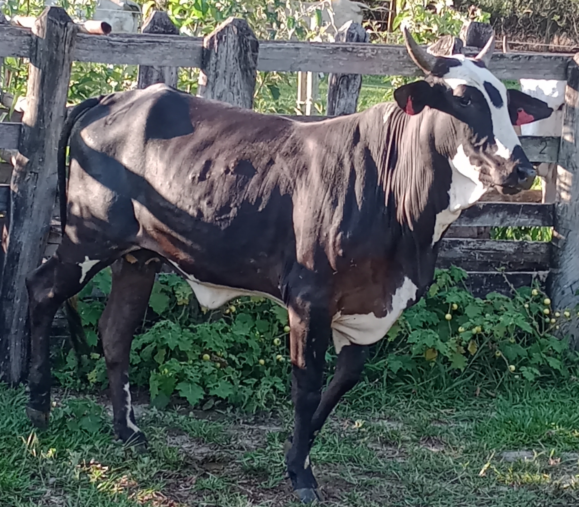 Imagem do animal