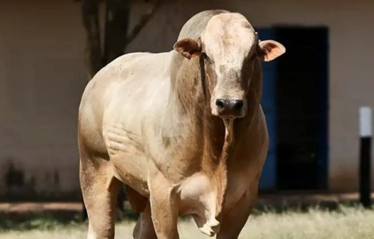 Imagem do animal