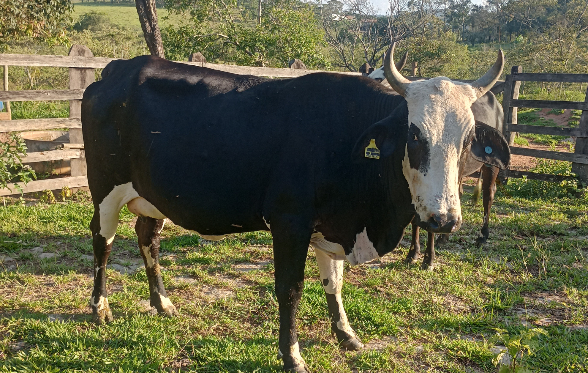 Imagem do animal