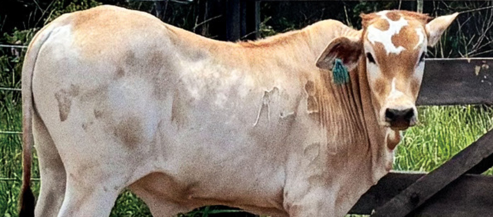 Imagem do animal