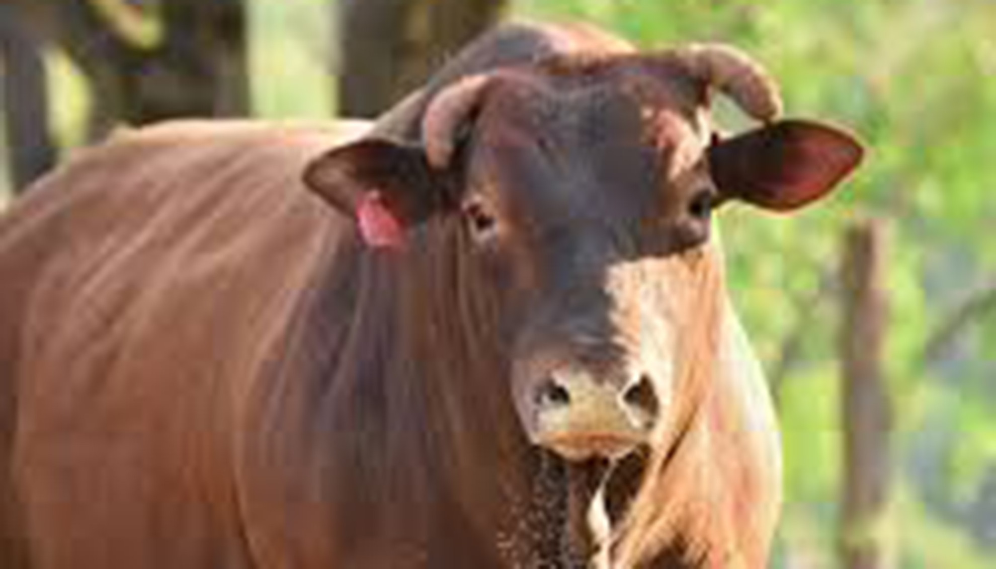 Imagem do animal