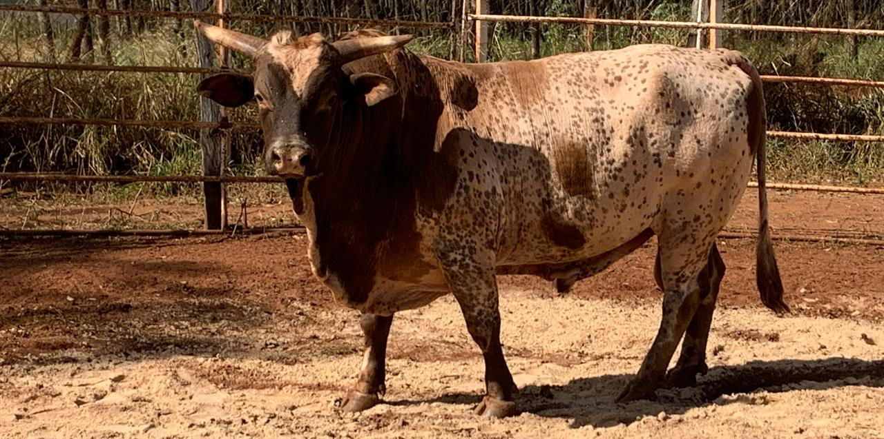Imagem do animal