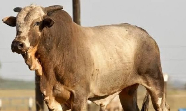 Imagem do animal