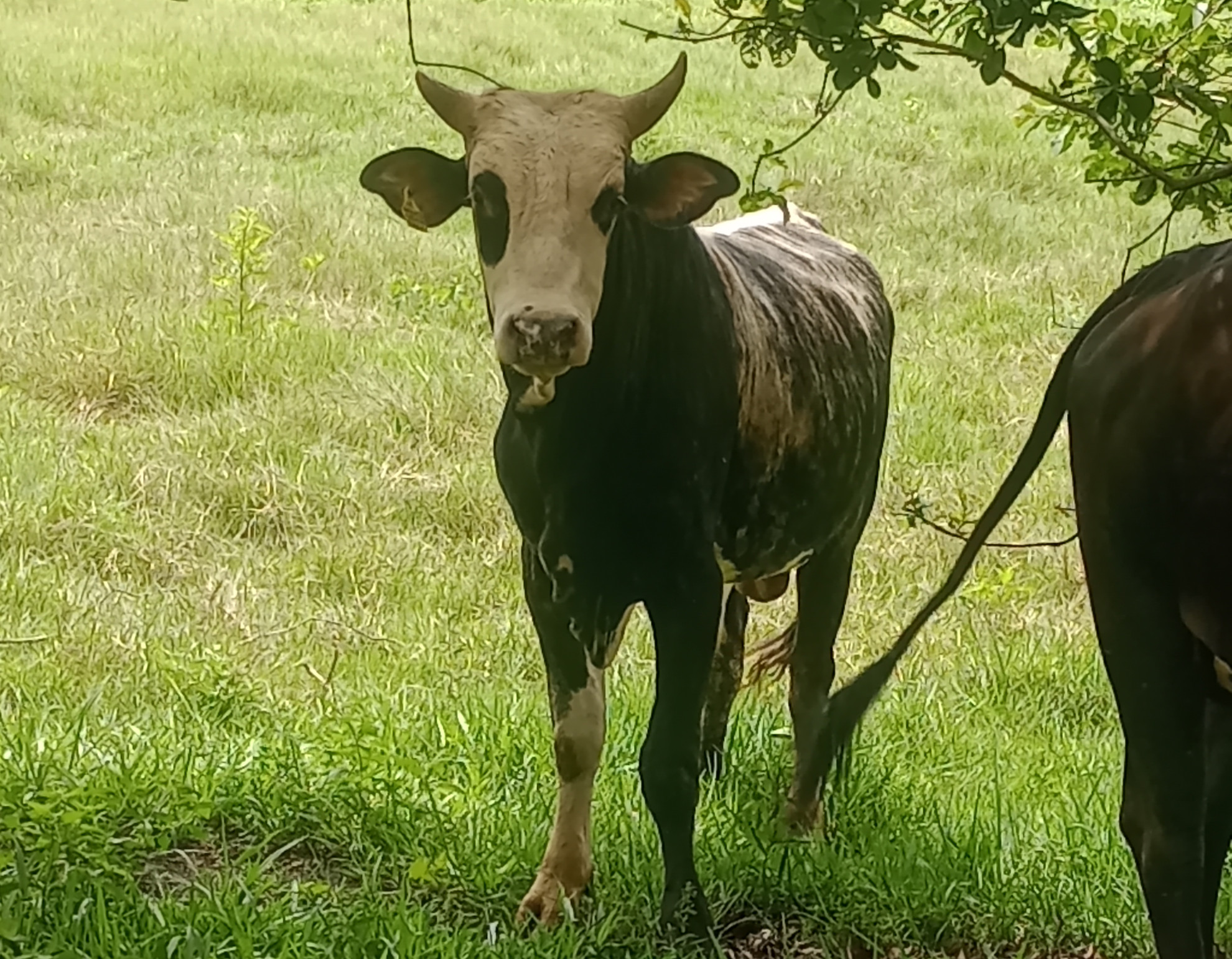 Imagem do animal