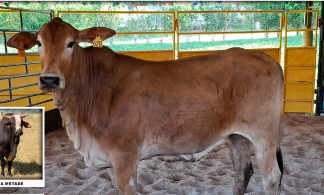 Imagem do animal