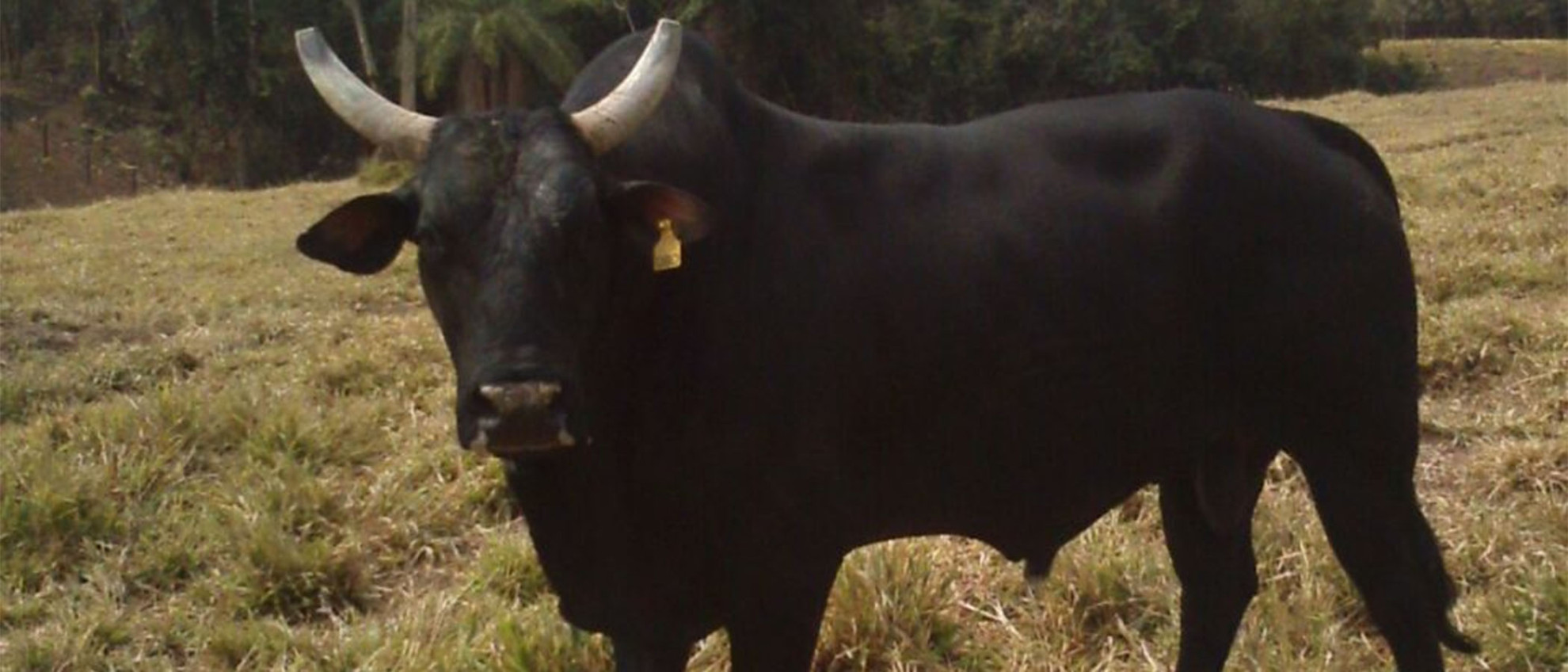 Imagem do animal