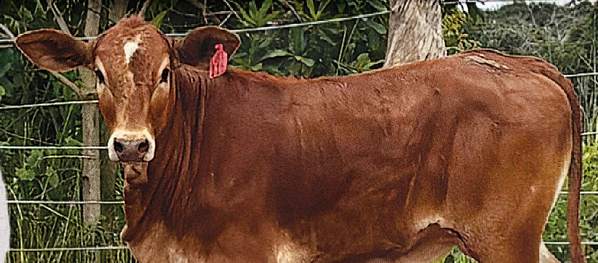 Imagem do animal