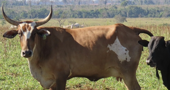 Imagem do animal