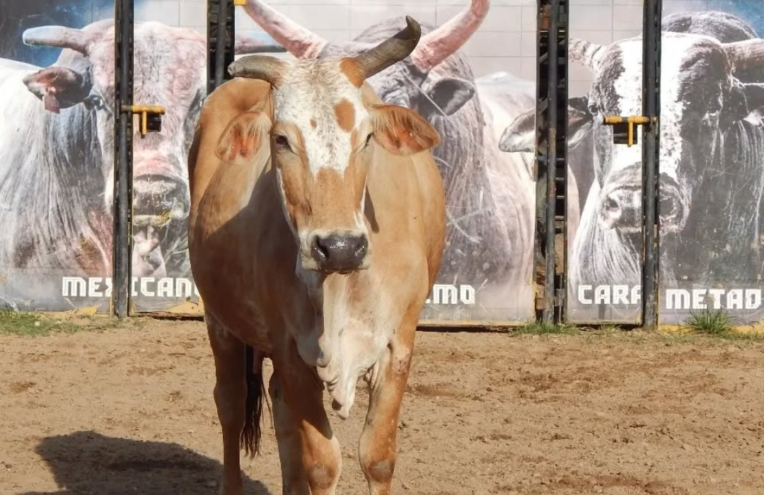 Imagem do animal