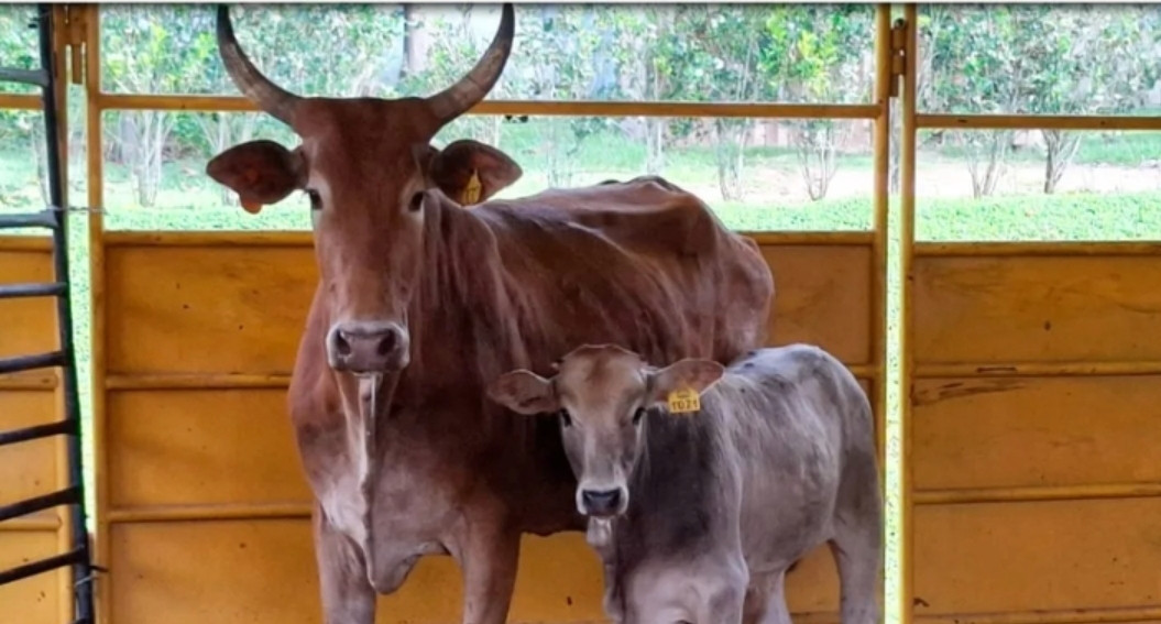 Imagem do animal