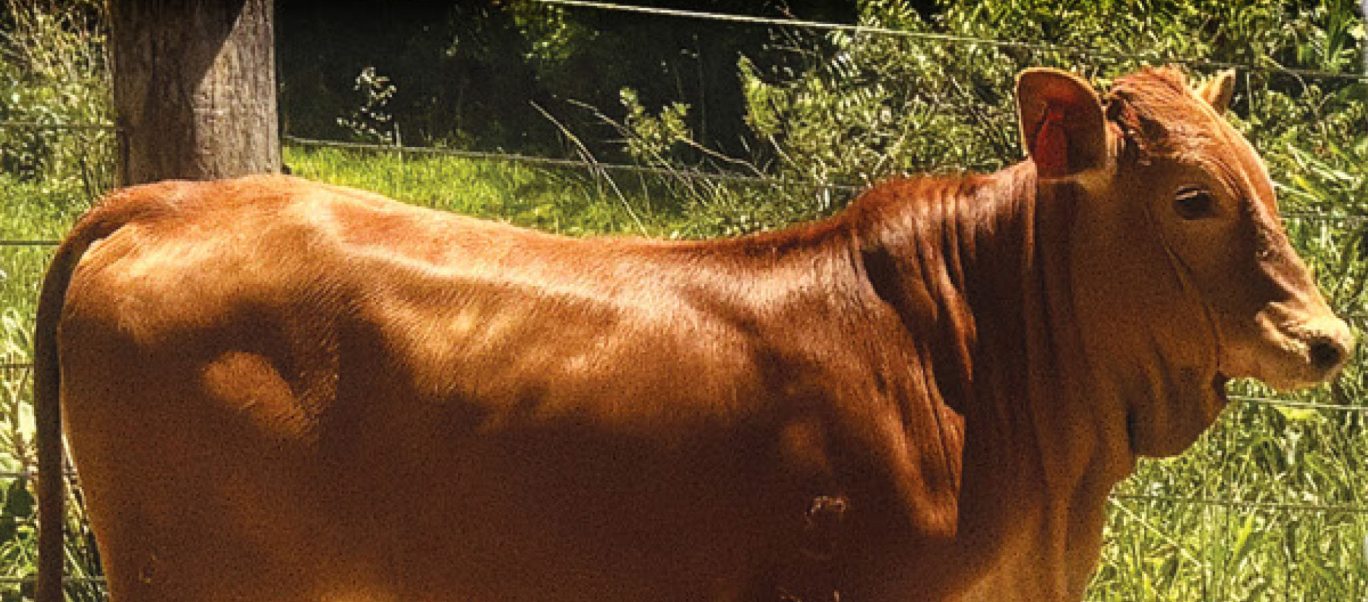 Imagem do animal