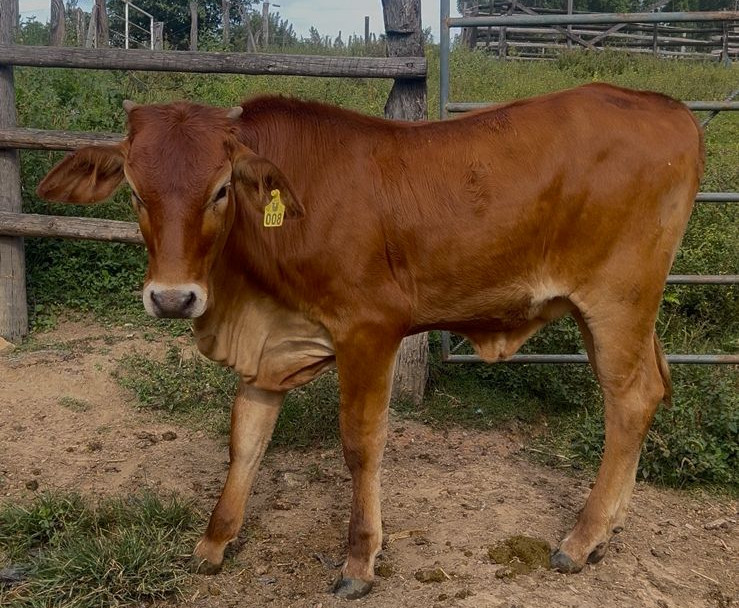 Imagem do animal