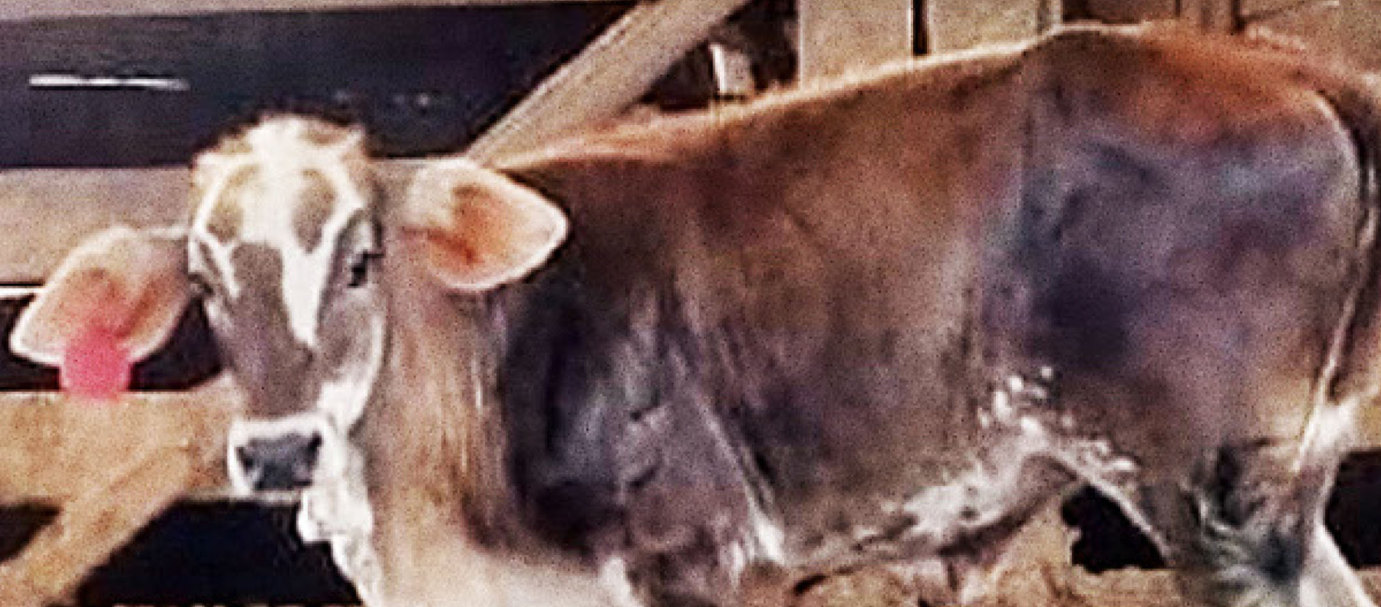 Imagem do animal