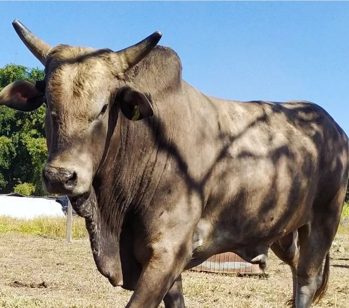 Imagem do animal