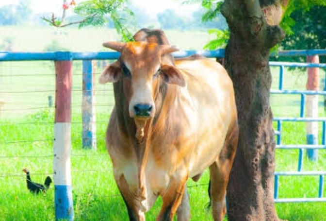 Imagem do animal